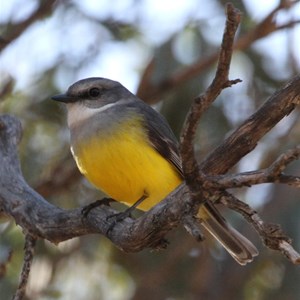 Western Yellow Robin