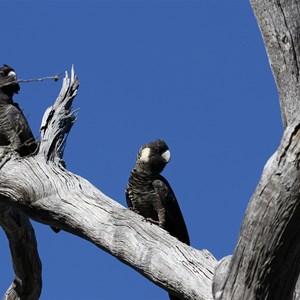 Carnaby's Black-Cockatoo