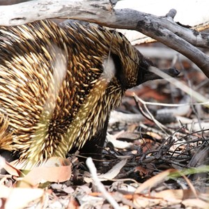 Short-beaked Echidna