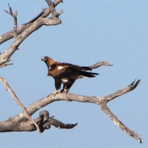 Wedge-tailed Eagle