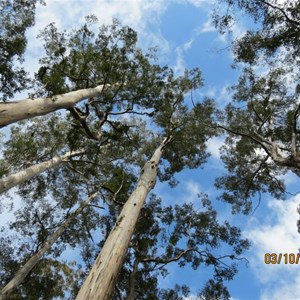 Karri Trees