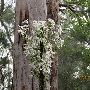 Wildflowers