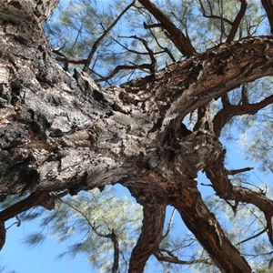 Desert Oak north of Well 49