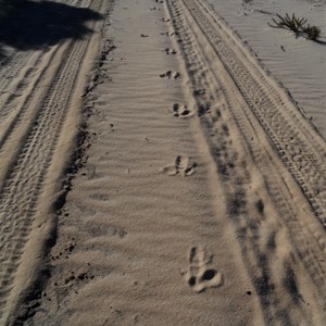 Emu tracks - Peak Charles NP