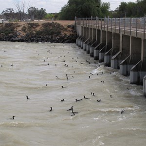 Feeding frenzy at Menindee Inlet Sept 12