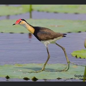 Jacana Bird at Fogg Dam