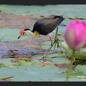 Jacana on Lotus Lily pad