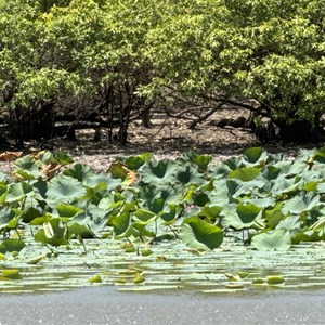 Djunda (Red Lily Billabong)