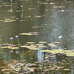 Clear Waterhole
