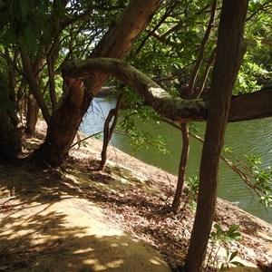 Catfish Lagoon