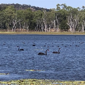 Emu Swamp