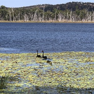 Emu Swamp