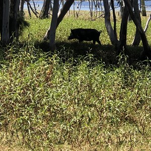 Emu Swamp