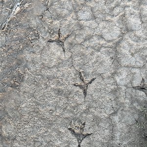 Barratta Creek