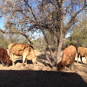 Native (!) animals are tame.