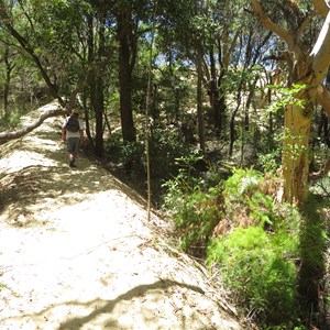 Last shade before the open dune at the lake