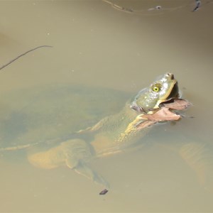 Turbulence surviving tortoise