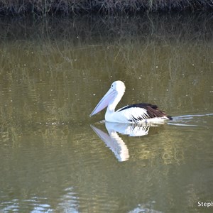 Algebuckina Waterhole 