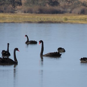 Black swans at Coongie Lake, 13 June 2018