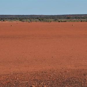 Dingo Claypan