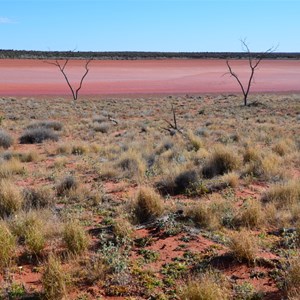 Dingo Claypan