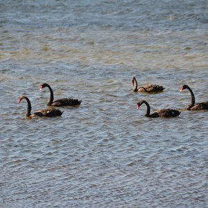 Pelican Lagoon 