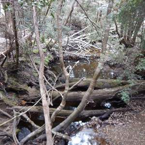 Forth River - Overland Track