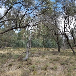 Emu family near Lake Hattah