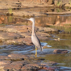 On fish patrol