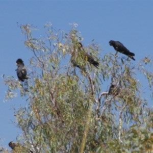 Black cockatoos