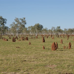 Termite Miounds along the lake edge