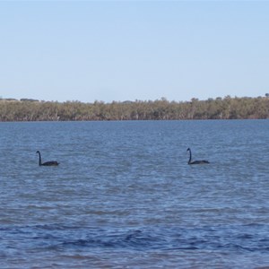 Black Swans 