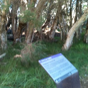 Boardwalk at Beenyup Swamp