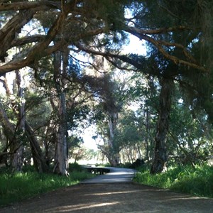 Swamp boardwalk