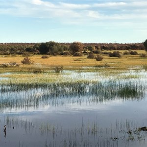 Canegrass Swamp