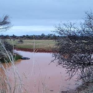 Canegrass Swamp