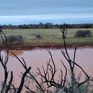 Canegrass Swamp