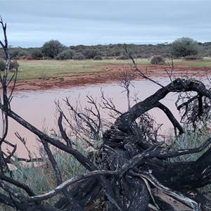 Canegrass Swamp