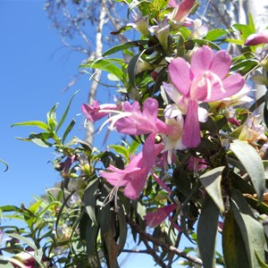 Flowers at the Breakaways