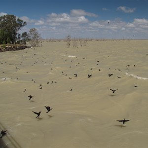 A frenzy of feeding and flight