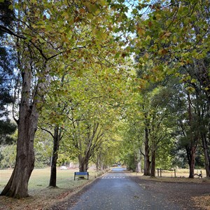 Mount Field Campground