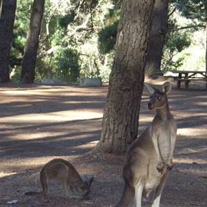Roos in campground