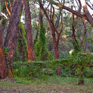 Behind Camp Sites @ point road