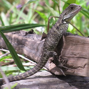 Possibly posing patiently 