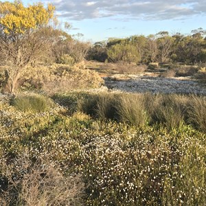 Buntine Rock 