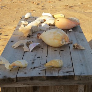 Beach combing catch