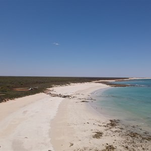 Quandong