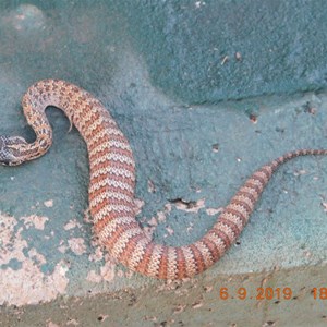Sept 2019 Bullwaddy Rest Area  young Death Adder located base of water tank.