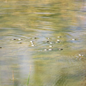 Water striders - NT size