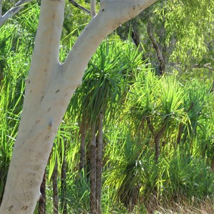 Pandanus aplenty